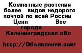 Комнатные растения более200видов недорого почтой по всей России › Цена ­ 100-500 - Все города  »    . Калининградская обл.